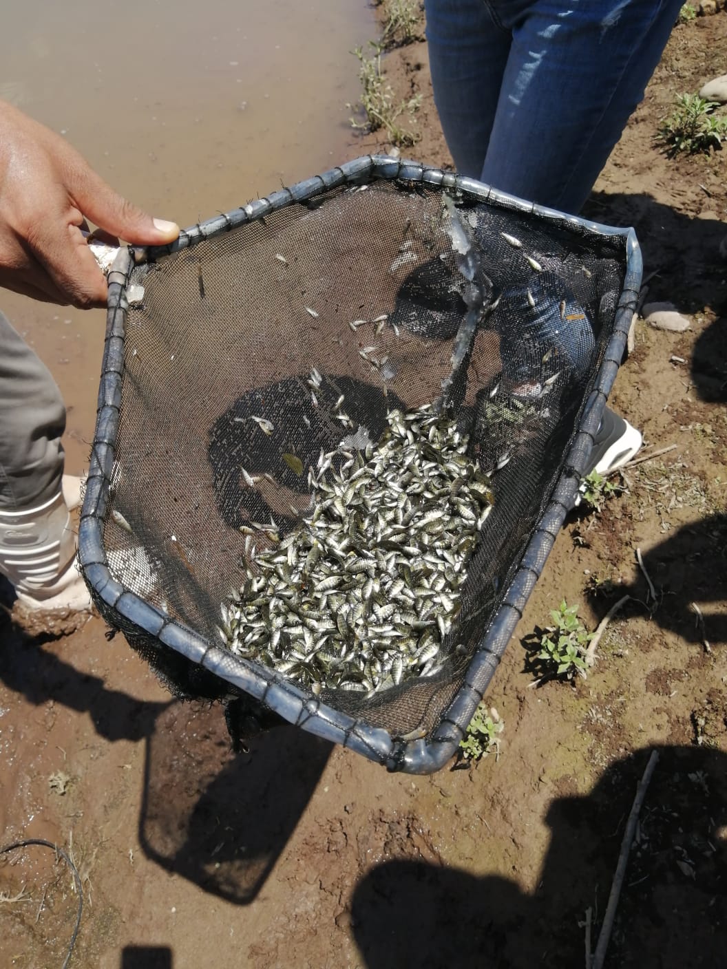 Aumenta IAES 200 por ciento la producción de tilapia en 2023